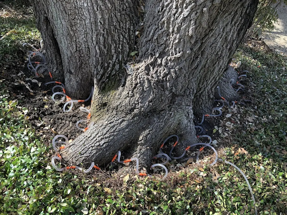 Detailed Tree Cabling and Bracing job site in Hartwell