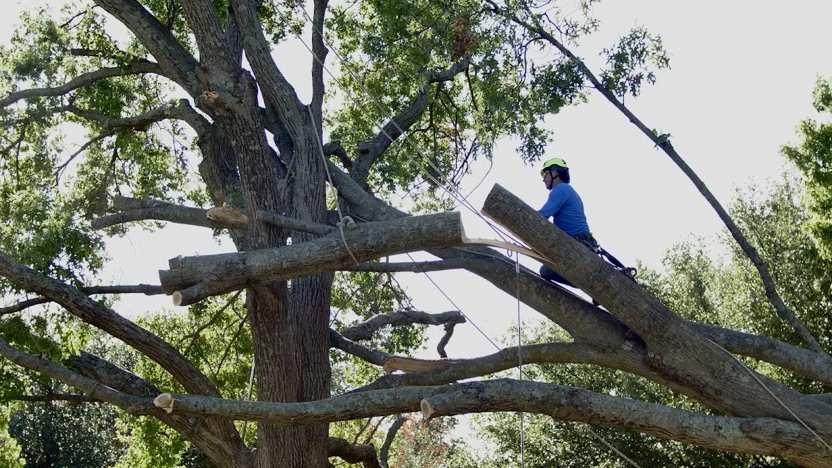 Professional Crown Thinning performed by certified arborists in Hartwell