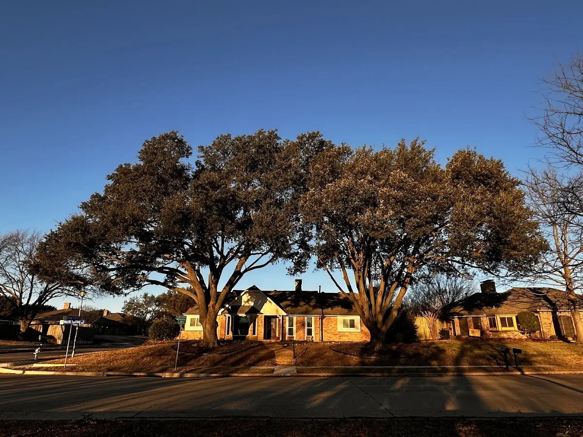 Established residential canopy tree shading a home in Hartwell